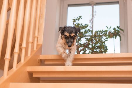 5 Ways to Make Your Stairs Safer for Your Dog